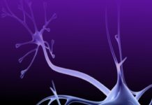 Sel Dendritik: Detektif Tubuh dalam Menjaga Imunitas di Musim Pancaroba